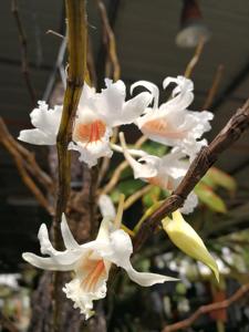 Dendrobium roseiodorum