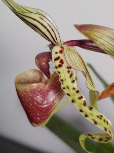 Paphiopedilum supardii