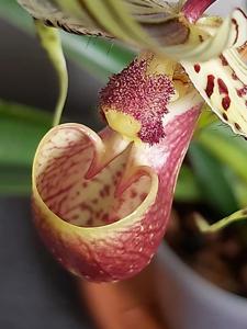 Paphiopedilum supardii