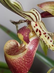 Paphiopedilum supardii