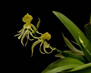 Prosthechea cochleata