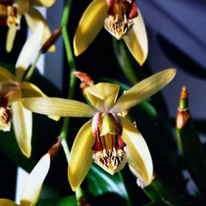 Coelogyne tomentosa