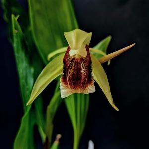 Coelogyne speciosa