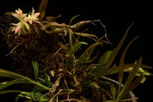 Dendrobium panduratum