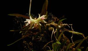 Dendrobium panduratum