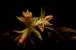 Dendrobium panduratum