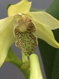 Dendrobium engae