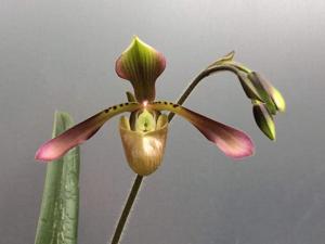 Paphiopedilum haynaldianum