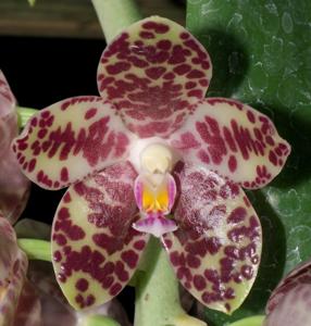 Phalaenopsis gigantea