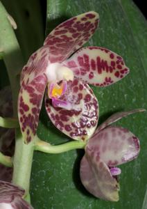 Phalaenopsis gigantea