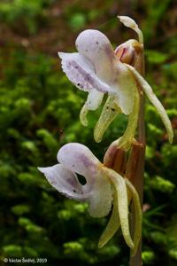Epipogium aphyllum
