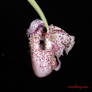 Coryanthes alborosea
