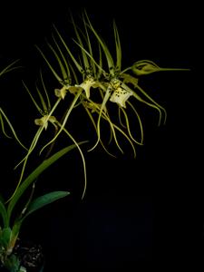 Brassia verrucosa