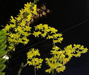 Dendrobium schulleri