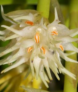 Bulbophyllum odoratissimum