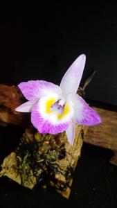 Dendrobium wangliangii