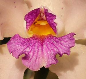 Cattleya amethystoglossa