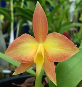 Cattleya coccinea