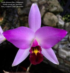 Laelia anceps subsp. dawsonii