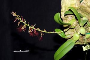 Bulbophyllum barbigerum