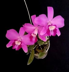 Cattleya sincorana