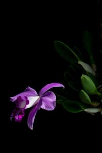 Cattleya sincorana