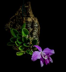 Cattleya sincorana