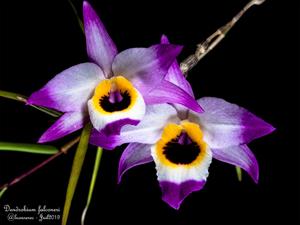 Dendrobium falconeri