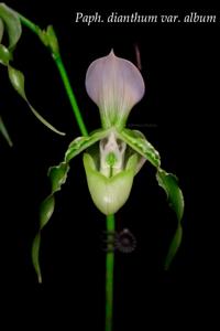 Paphiopedilum dianthum