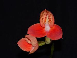 Disa uniflora