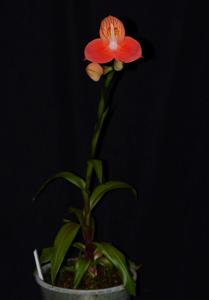 Disa uniflora