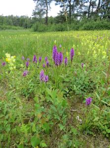 Dactylorhiza praetermissa