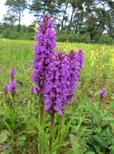 Dactylorhiza praetermissa