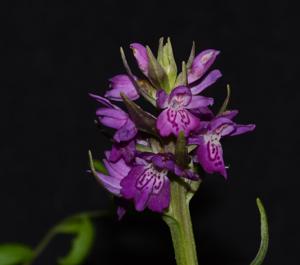 Dactylorhiza praetermissa