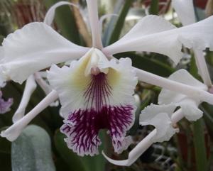 Cattleya crispa