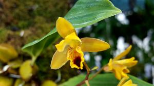 Bifrenaria vitellina