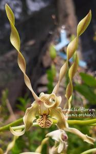 Dendrobium laxiflorum