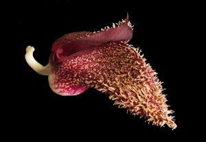 Bulbophyllum phalaenopsis