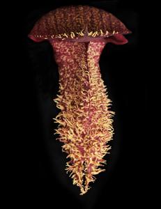 Bulbophyllum phalaenopsis