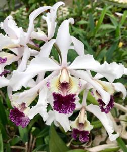 Cattleya crispa