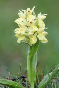 Dactylorhiza sambucina