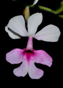 Calanthe vestita