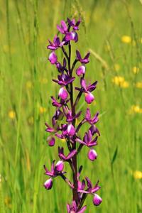 Anacamptis laxiflora