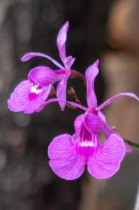 Psychilis bifida