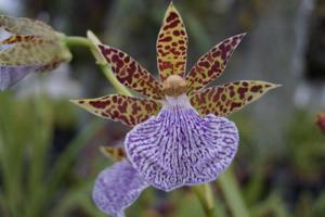 Zygopetalum maculatum