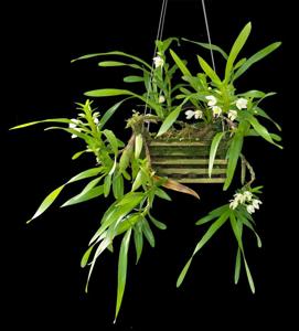 Maxillaria lutescens