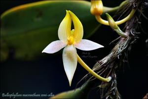 Bulbophyllum macranthum