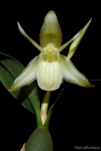 Coelogyne fimbriata var. fimbriata