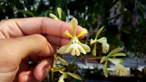 Epidendrum coronatum