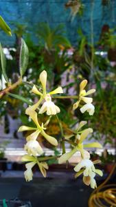 Epidendrum coronatum